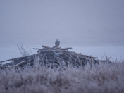 Snowy Owl Storm Bliss