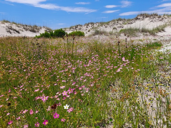 Cumberland Island National Seashore