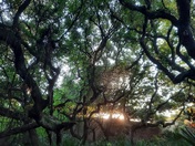 Cumberland Island National Forest