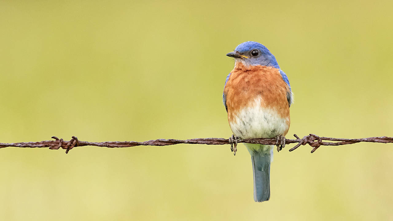 Eastern Bluebird