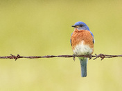 Eastern Bluebird
