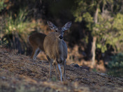 Big Bend National Park