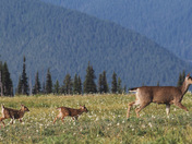 Olympic National Park