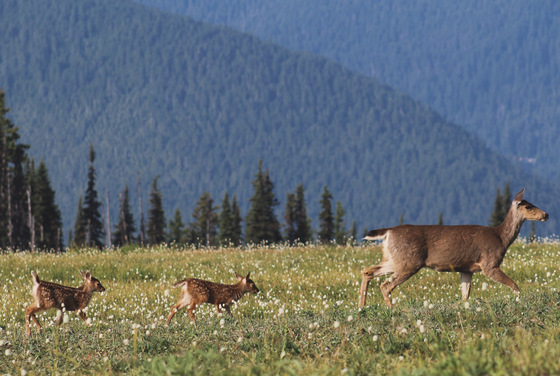 Olympic National Park