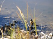 St Marks National Wildlife Refuge