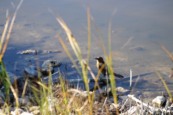 St Marks National Wildlife Refuge
