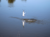 St Marks Wildlife Refuge