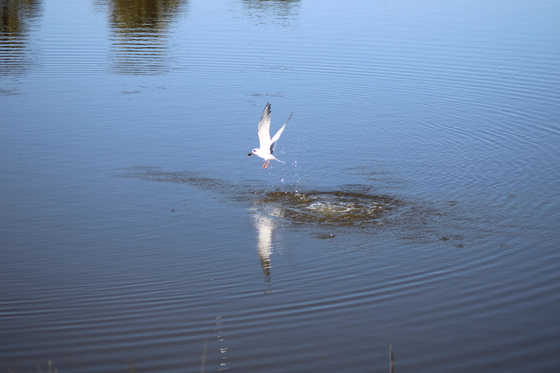 St Marks Wildlife Refuge