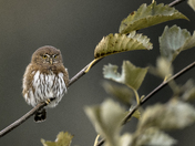 Vancouver Island Pygmy Owl