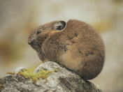 Pika in the Alpine