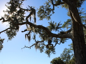 St. Marks National Wildlife Refuge