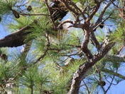 St. Marks National Wildlife Refuge