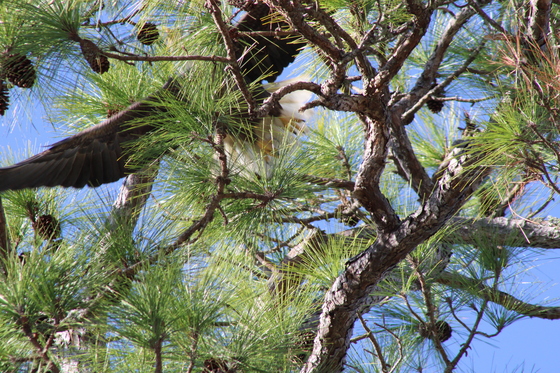 St. Marks National Wildlife Refuge