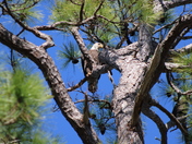 St. Marks National Wildlife Refuge