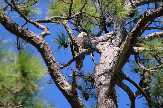 St. Marks National Wildlife Refuge