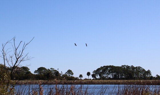 St. Marks National Wildlife Refuge