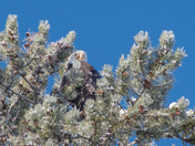 eagle in british columbia