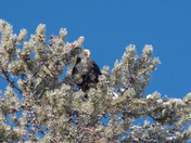 eagle in british columbia