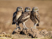 Sonny Bono Salton Sea National Wildlife Refuge