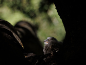 Cleveland National Forest