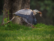 Cleveland National Forest