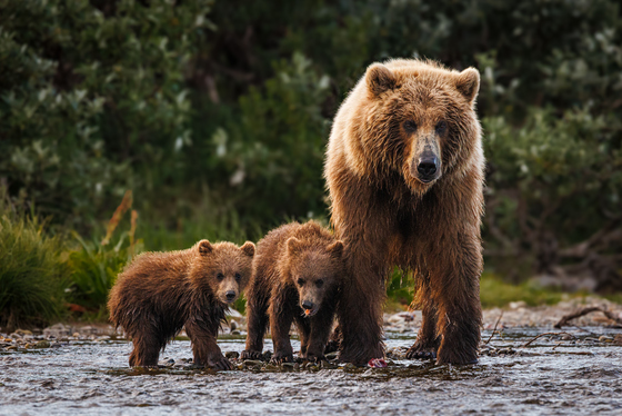 Katmai National Park and Preserve