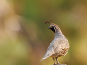Turnbull National Wildlife Refuge