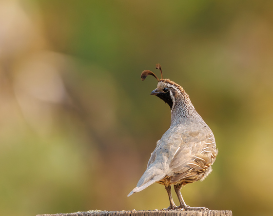 Turnbull National Wildlife Refuge