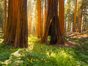 Sequoia National Park 
