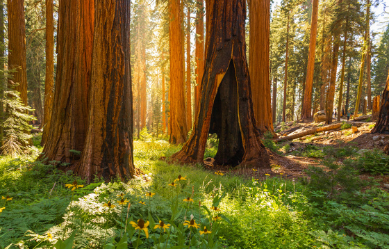 Sequoia National Park 