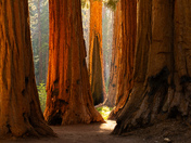 Sequoia National Park 