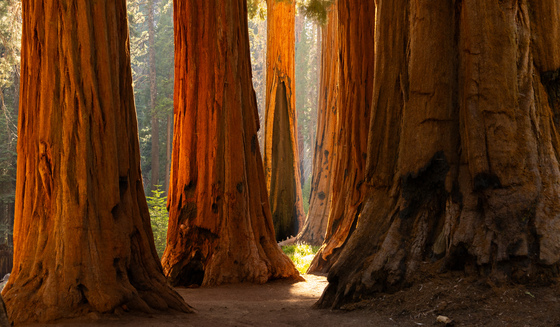 Sequoia National Park 