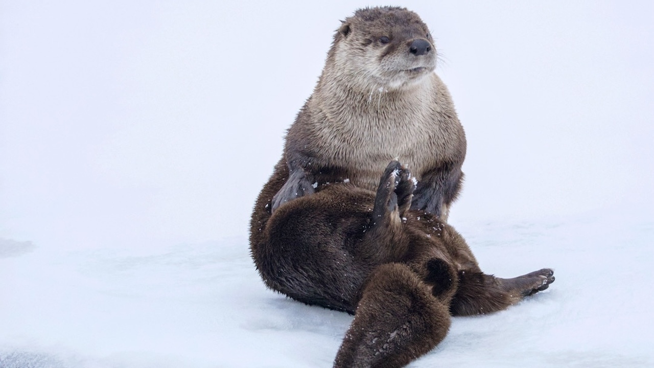 River otter