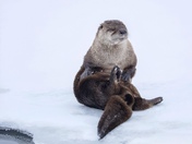 River otter