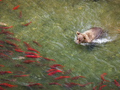 Katmai National Park and Preserve