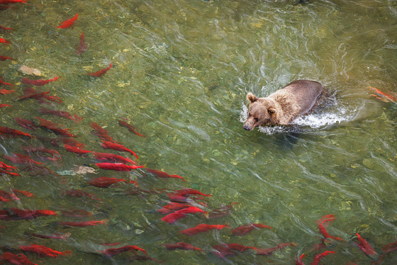 Katmai National Park and Preserve