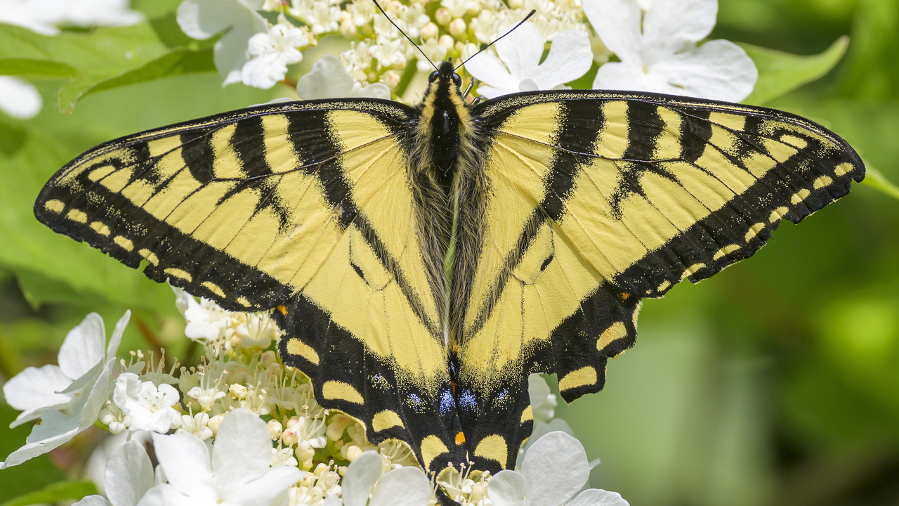 Papilio Canadensis