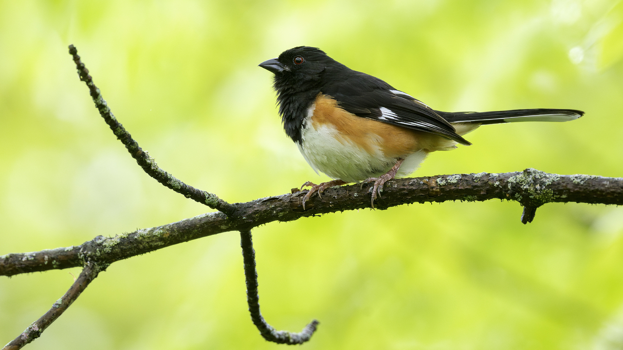 Eastern Towhee
