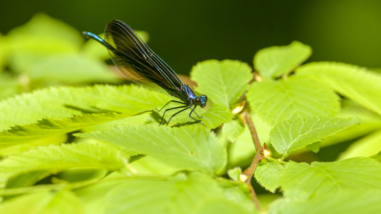 Ebony Jewelwing