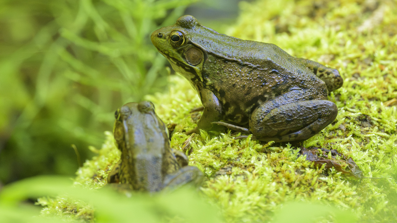 Green Frog