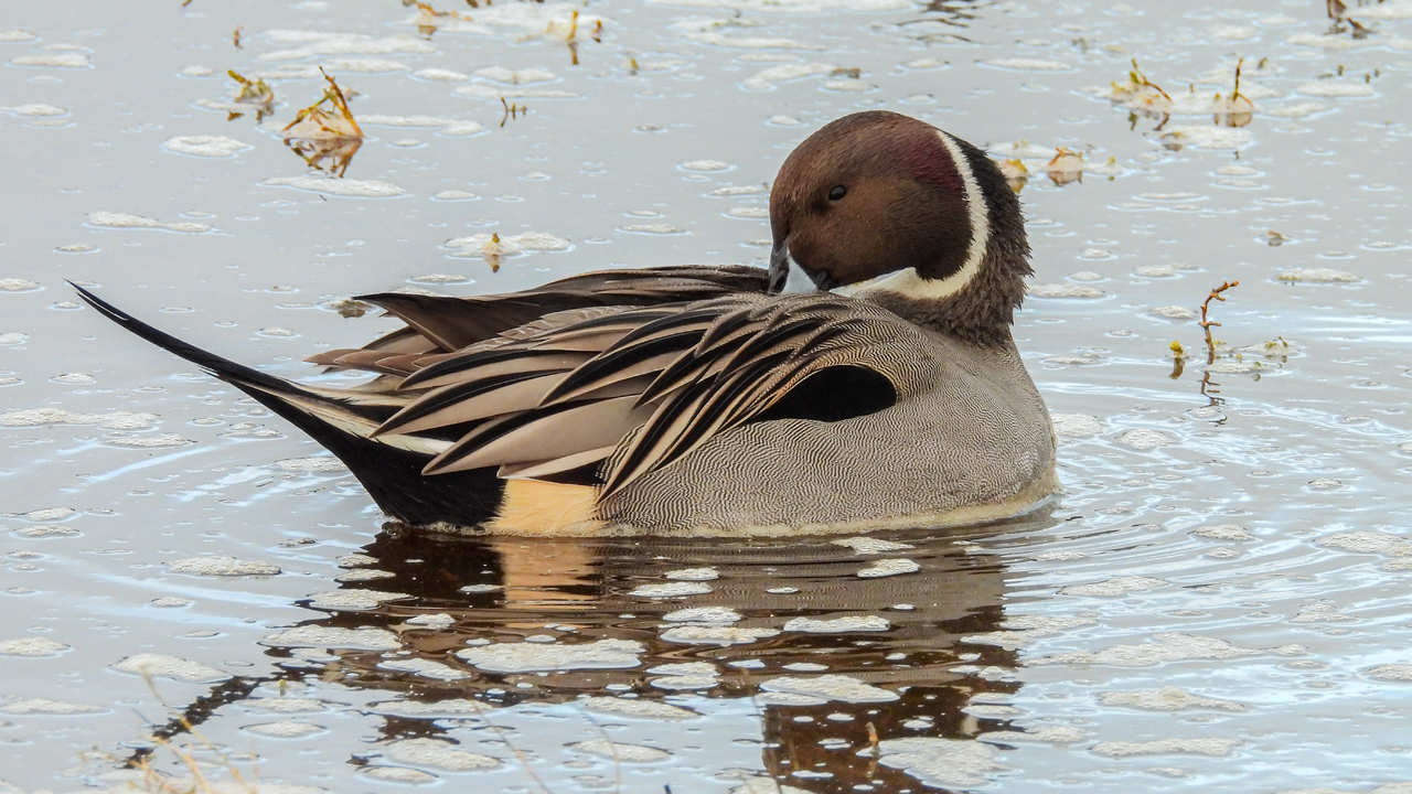 Preening Pintail