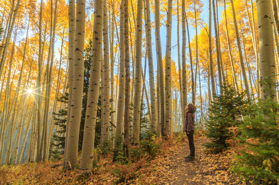 Grand Mesa, Uncompahgre, and Gunnison National Forest