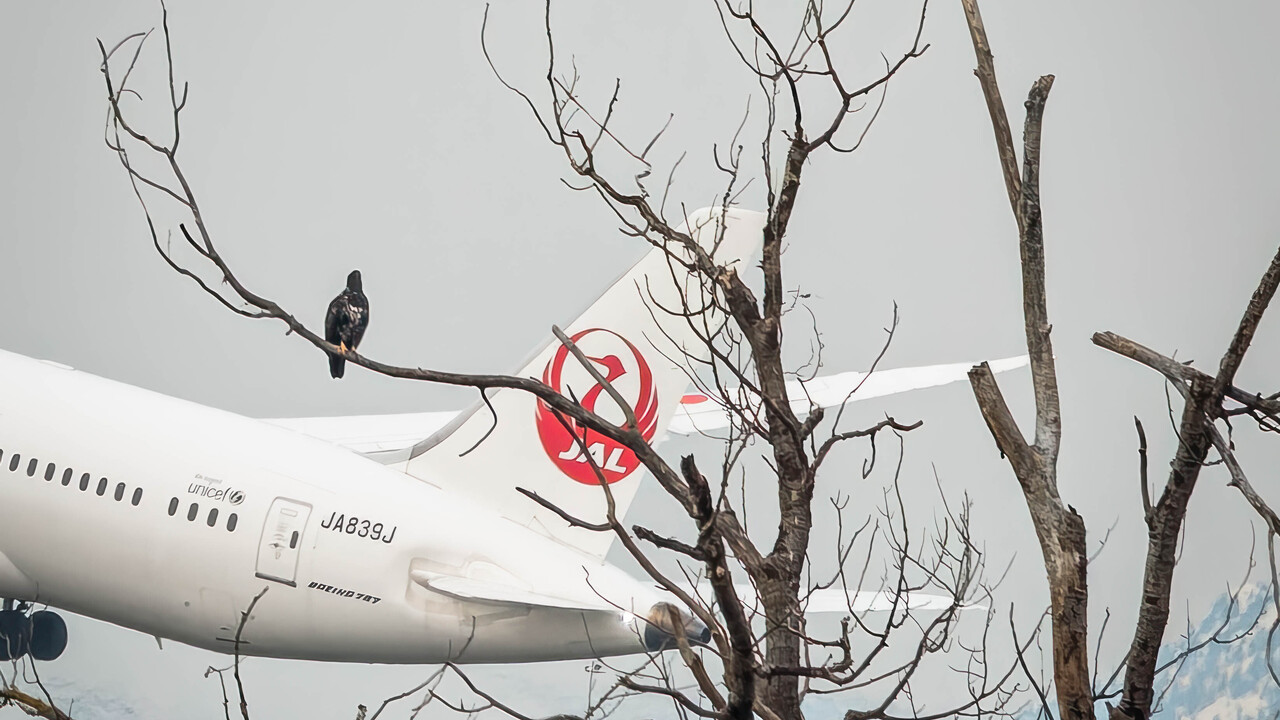Two Perched Eagles Watching Another Bird Take Off