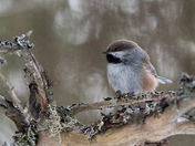 Boreal Chickadee 