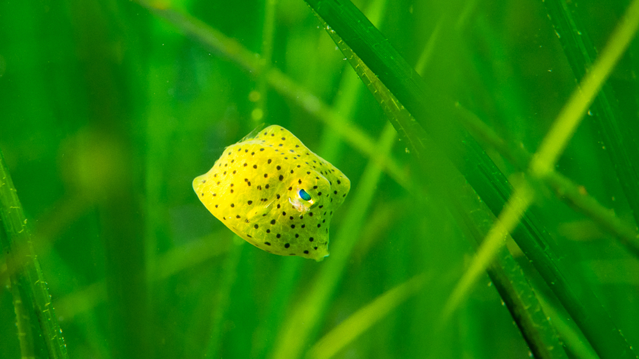 Honeycomb Cowfish