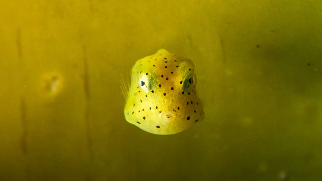 Honeycomb Cowfish