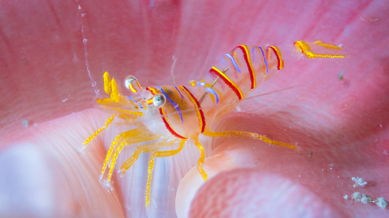 Candystripe Shrimp
