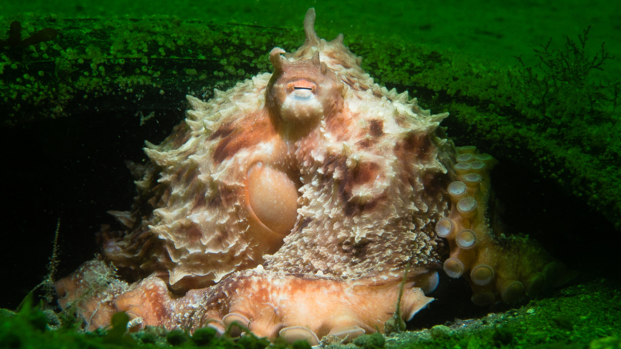 Giant Pacific Octopus