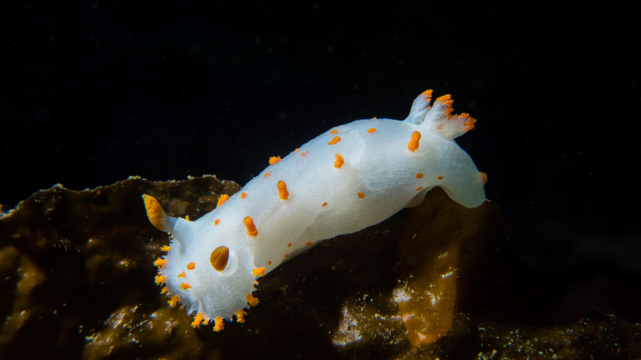 Clown Dorid