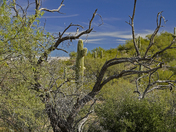 Saguaro National Park